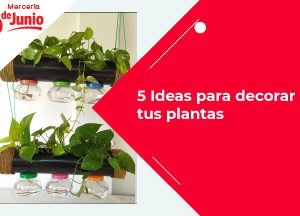 5 Ideas para decorar tus plantas con hilo de yute Blog